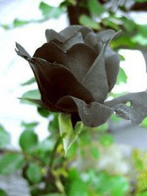 Black rose.jpg